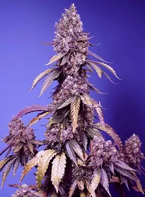 Black Muffin F1 Fast cannabis seeds