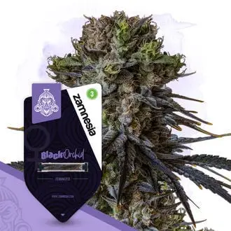 Black Orchid cannabis seeds by Zamnesia Seeds