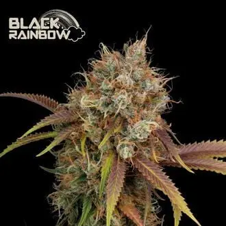 Black Rainbow cannabis seeds by Seedstockers