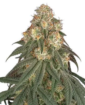Black Romanov cannabis seeds