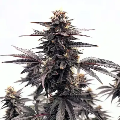 Black Runtz cannabis seeds