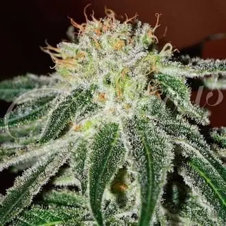 Black Russian cannabis seeds by Delicious Seeds