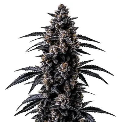 Black Sugar cannabis seeds by Blimburn Seeds