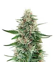 Black Toffee cannabis seeds