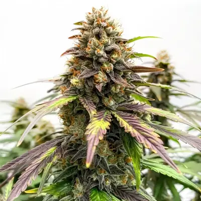 Black Water Purple OG Cheese cannabis seeds