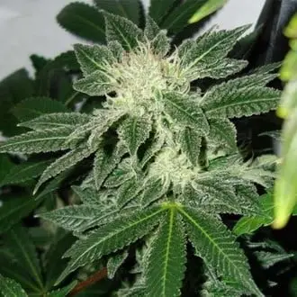 Black Widow cannabis seeds by Positronics Seeds