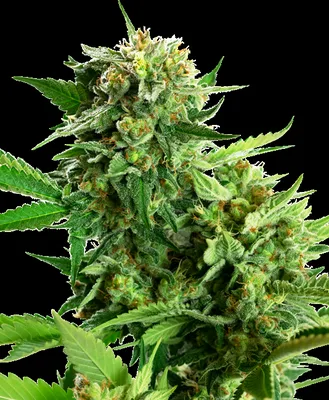 Blackberry Cake cannabis seeds