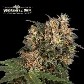 Blackberry Gum cannabis seeds