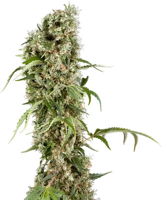 Blackberry Herer cannabis seeds