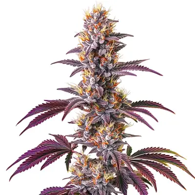 Blackberry Kush cannabis seeds