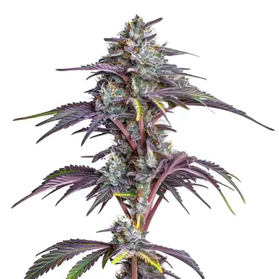 Blackberry Moonstones cannabis seeds