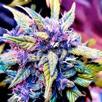 Blackberry Nuggets cannabis seeds by BSB Genetics