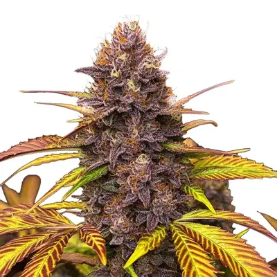 Blackberry Pie cannabis seeds by Blimburn Seeds