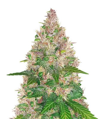 Blackberry cannabis seeds