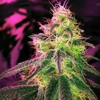 BlackJack cannabis seeds by Nirvana Seeds