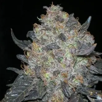 Blackwater cannabis seeds by Cali Connection