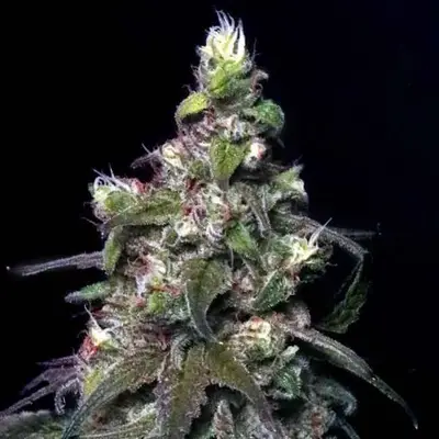 Blitzed cannabis seeds