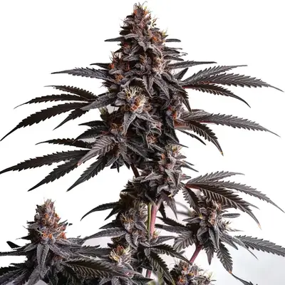 Blood Diamond OG cannabis seeds by Blimburn Seeds