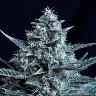 Blubonik cannabis seeds by Genehtik Seeds