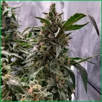 Blue Amnesia Haze cannabis seeds by Amsterdam Genetics