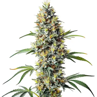 Blue Amnesia cannabis seeds