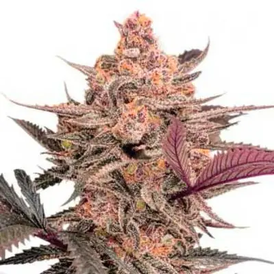 Blue Applez cannabis seeds