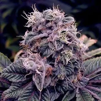 Blue Berry cannabis seeds by Spliff Seeds