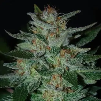 Blue Cheese cannabis seeds by Big Buddha Seeds
