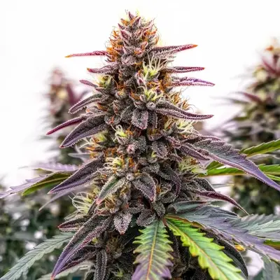 Blue Colombian Kush cannabis seeds