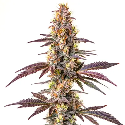 Blue Cookies Fast Version cannabis seeds