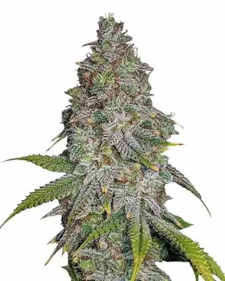 Blue Cookies cannabis seeds