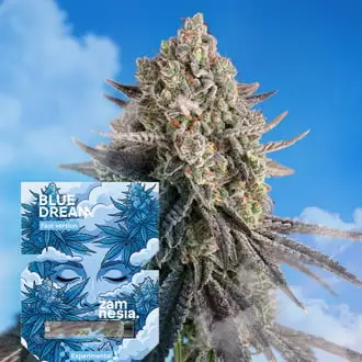 Blue Dream Fast Version cannabis seeds