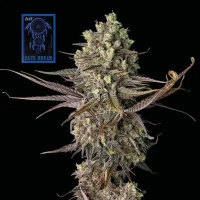 Blue Dream Fast cannabis seeds