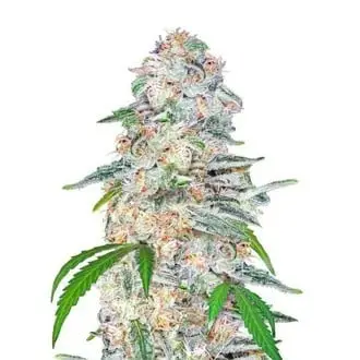Blue Dream'matic cannabis seeds by Fastbuds