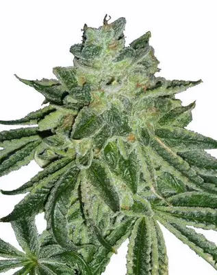 Blue Dream cannabis seeds