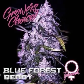 Blue Forest Berry cannabis seeds