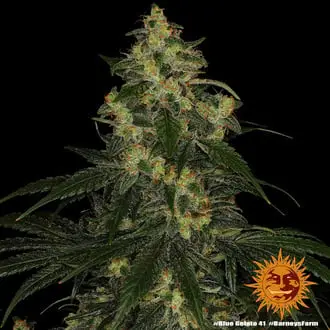 Blue Gelato 41 cannabis seeds by Barney's Farm