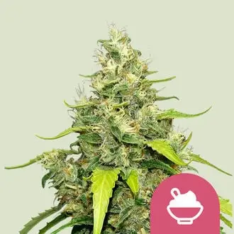 Blue Gelato cannabis seeds
