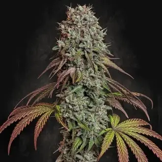 Blue Gem cannabis seeds by Paradise Seeds