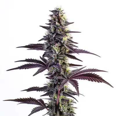 Blue Grape Fuel cannabis seeds by Blimburn Seeds