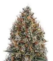 Blue Haze x Gelato 41 cannabis seeds