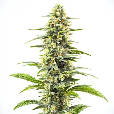 Blue Haze cannabis seeds by Blimburn Seeds