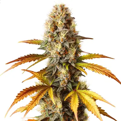 Blue HeadBand cannabis seeds by Blimburn Seeds