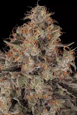 Blue Kush Berry cannabis seeds by Paradise Seeds