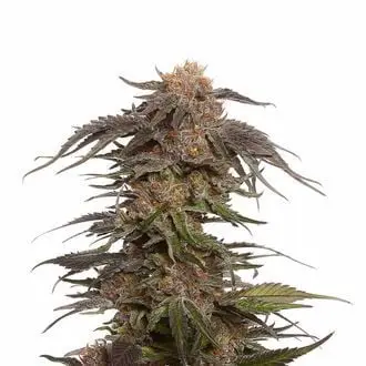 Blue Magic cannabis seeds by Amsterdam Genetics