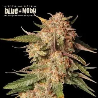 Blue Moby cannabis seeds by Seedstockers