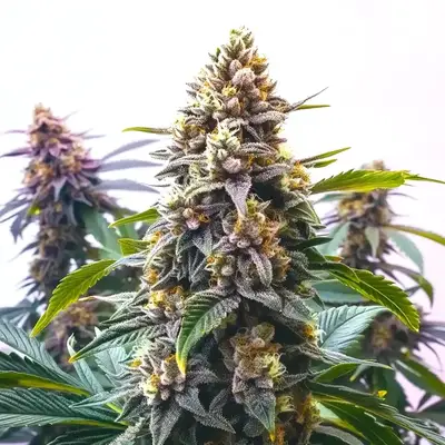Blue Moonrocks cannabis seeds by Blimburn Seeds