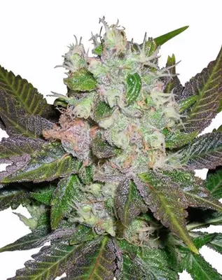 Blue Mystic cannabis seeds