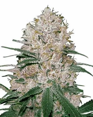 Blue OG Feminized Seeds from MSNL cannabis seeds