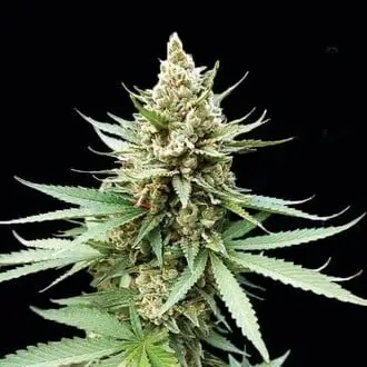 Blue OG cannabis seeds by G13 Labs